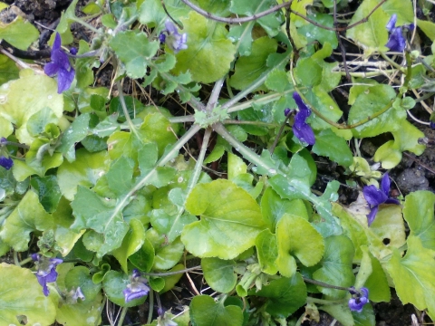 Início da floração das violetas em canteiros no terreno.